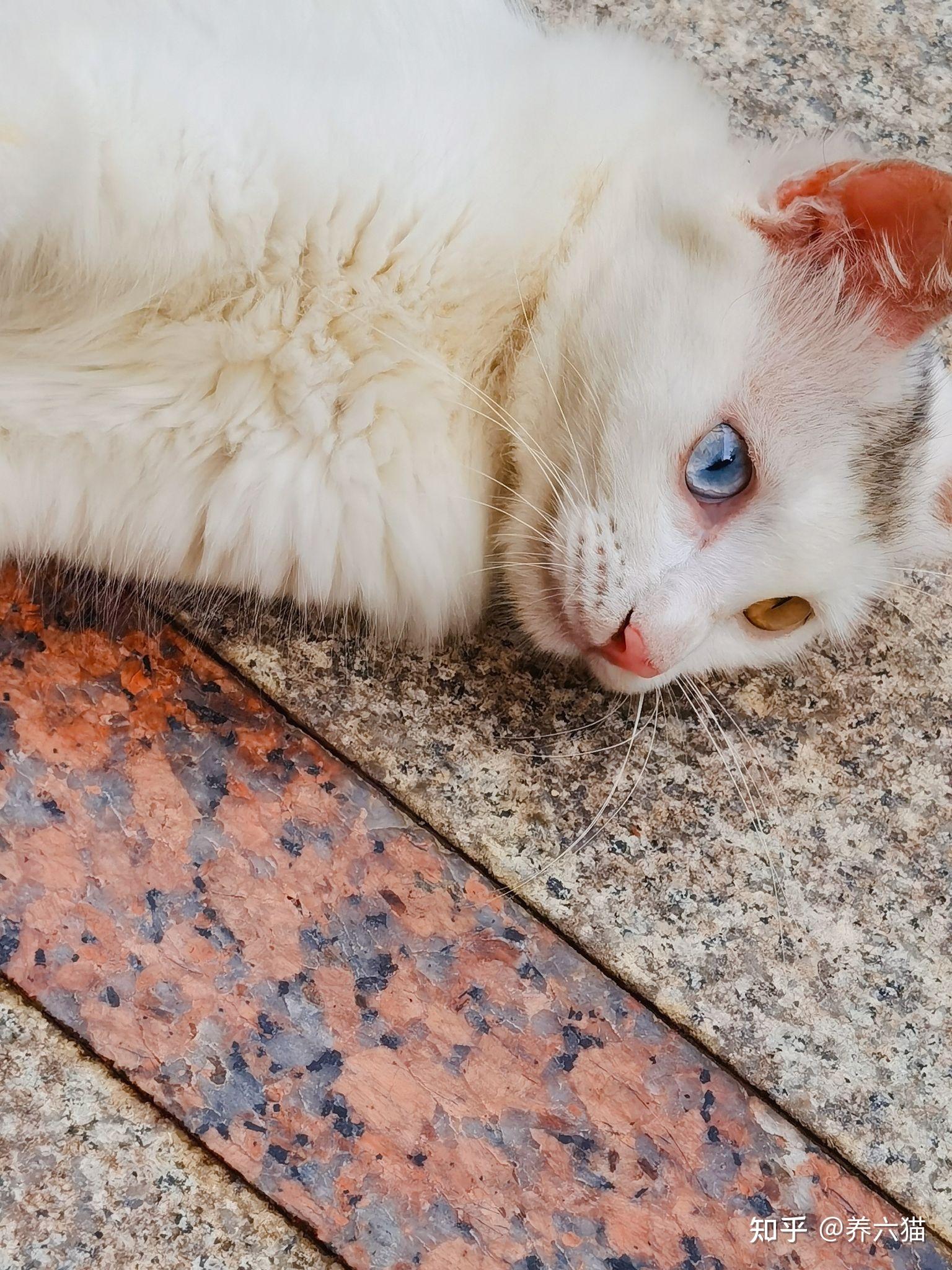 是否支持用异烟肼或扑尔敏木糖醇毒狗这事上是否反应了阶级的不同