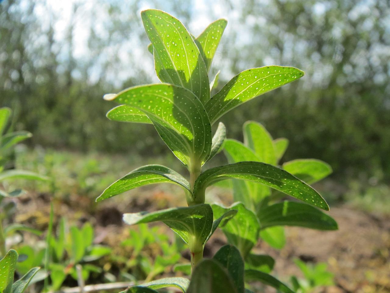 连翘种子多少钱