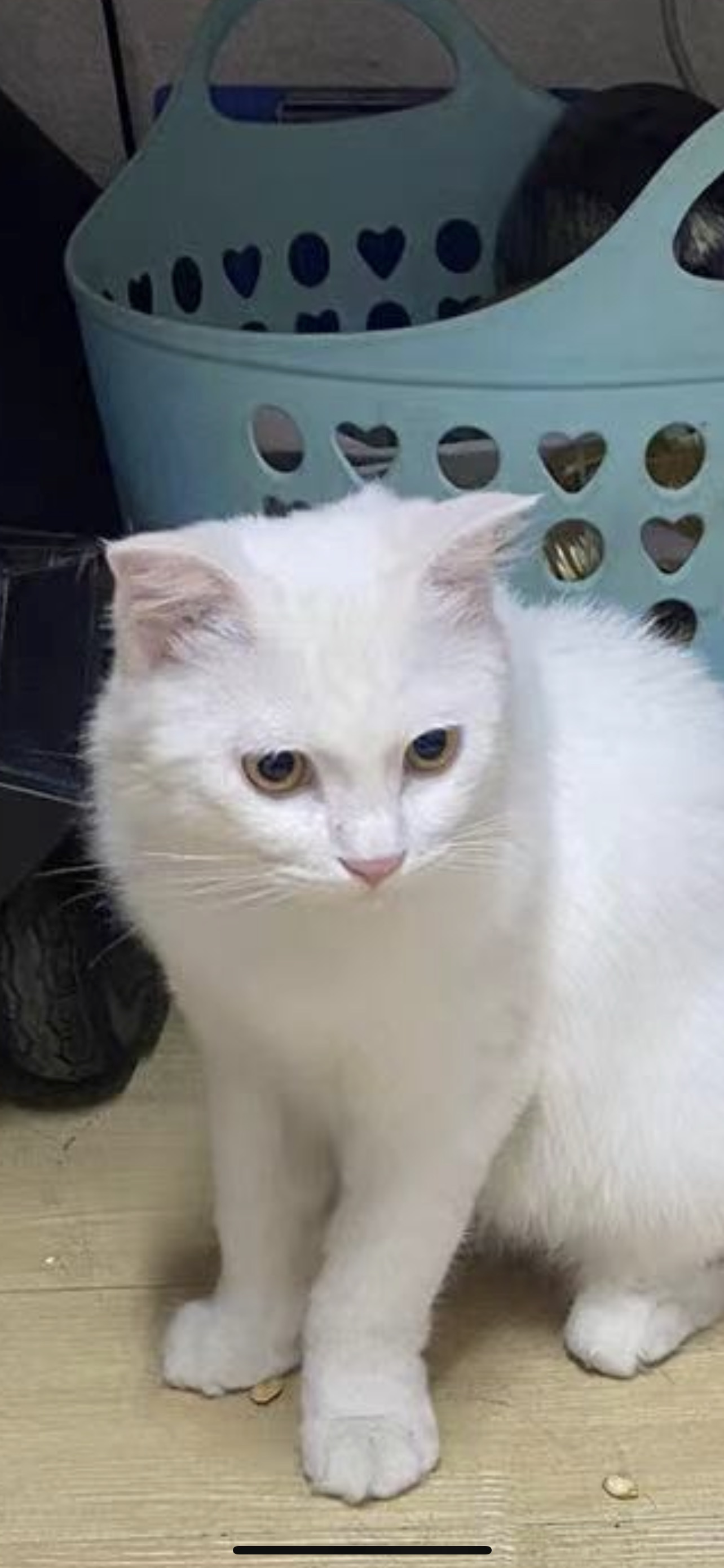 求推荐一个适合新手养猫的品种?