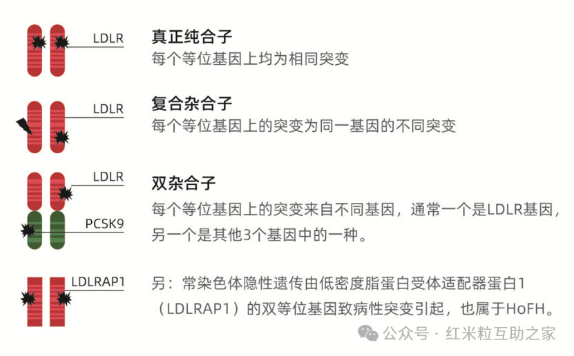 疾病科普 | 杂合子FH(HeFH) VS 纯合子FH(HoFH),一字之差到底有何区别? - 知乎