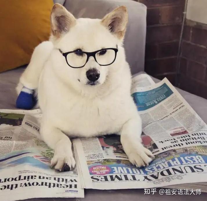 求小猫小狗,戴眼镜工作或看书的图图?