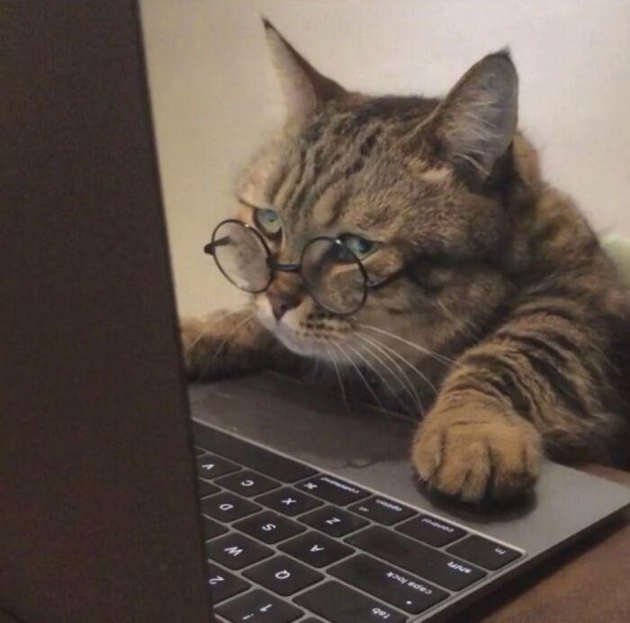 关于猫猫玩电脑的微信头像有哪些?