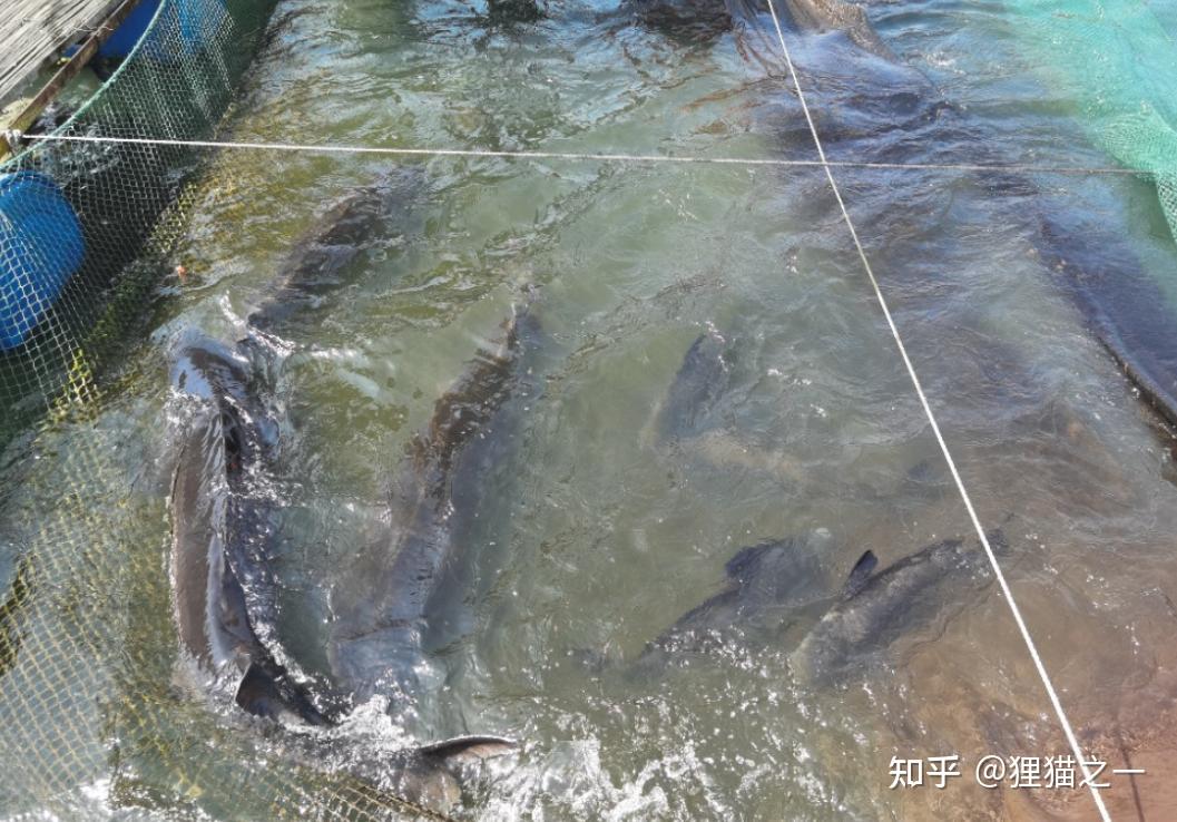 号称“长江最神秘的生物”!鳤鱼重现江湖,长江禁渔再次立奇功! - 知乎