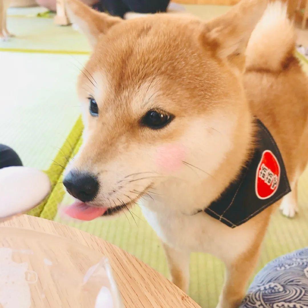 有没有一些柴犬或二哈超可爱的壁纸或头像