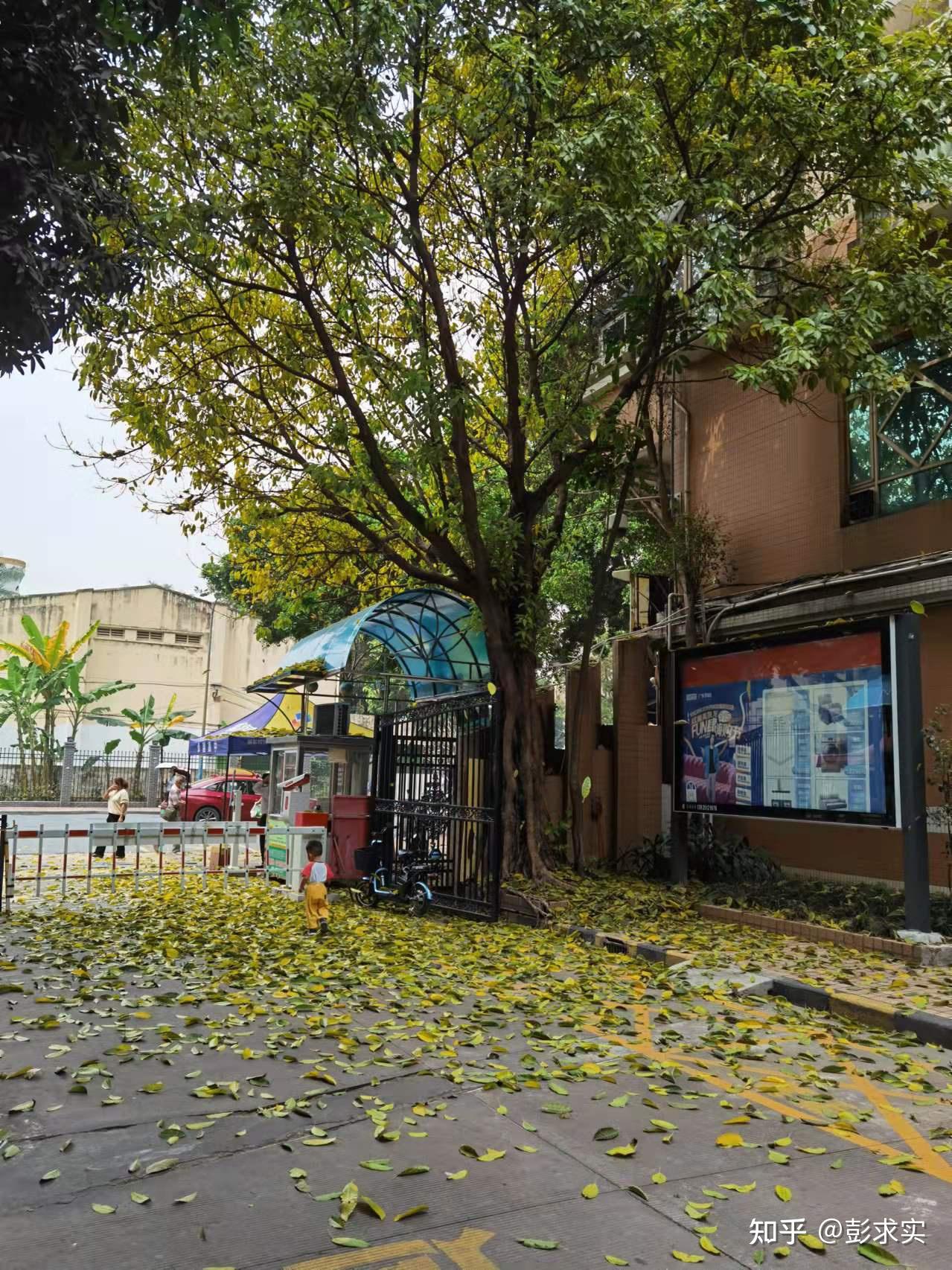 为什么南方的树木多在春天落叶? - 知乎