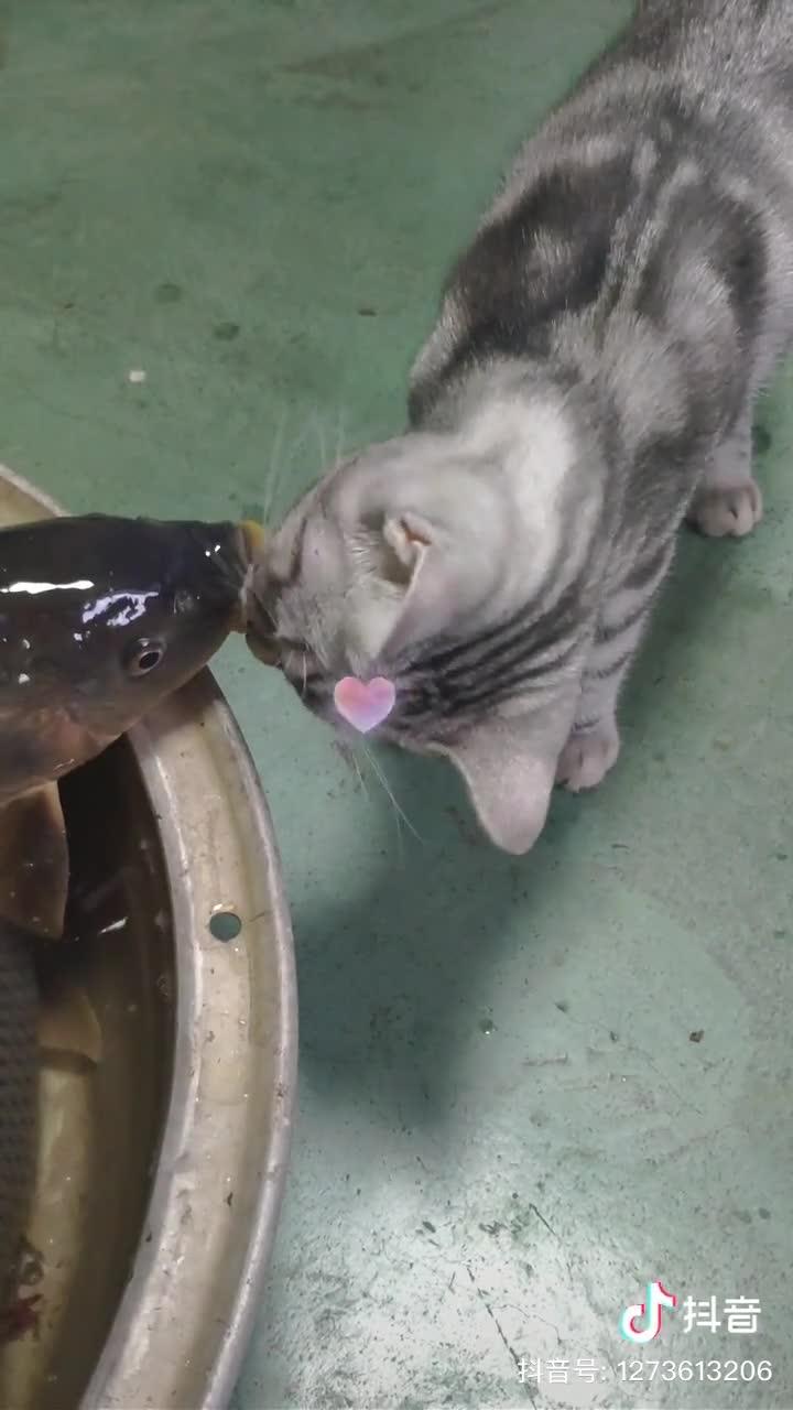 猫和鱼能一起养吗?