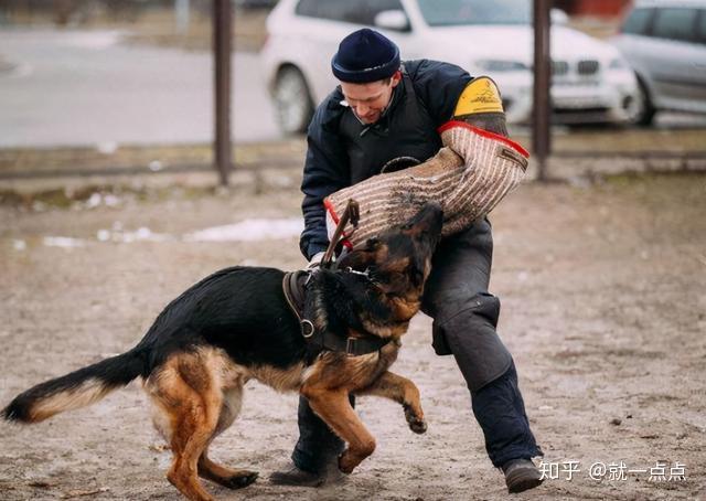 什么狗狗最护主