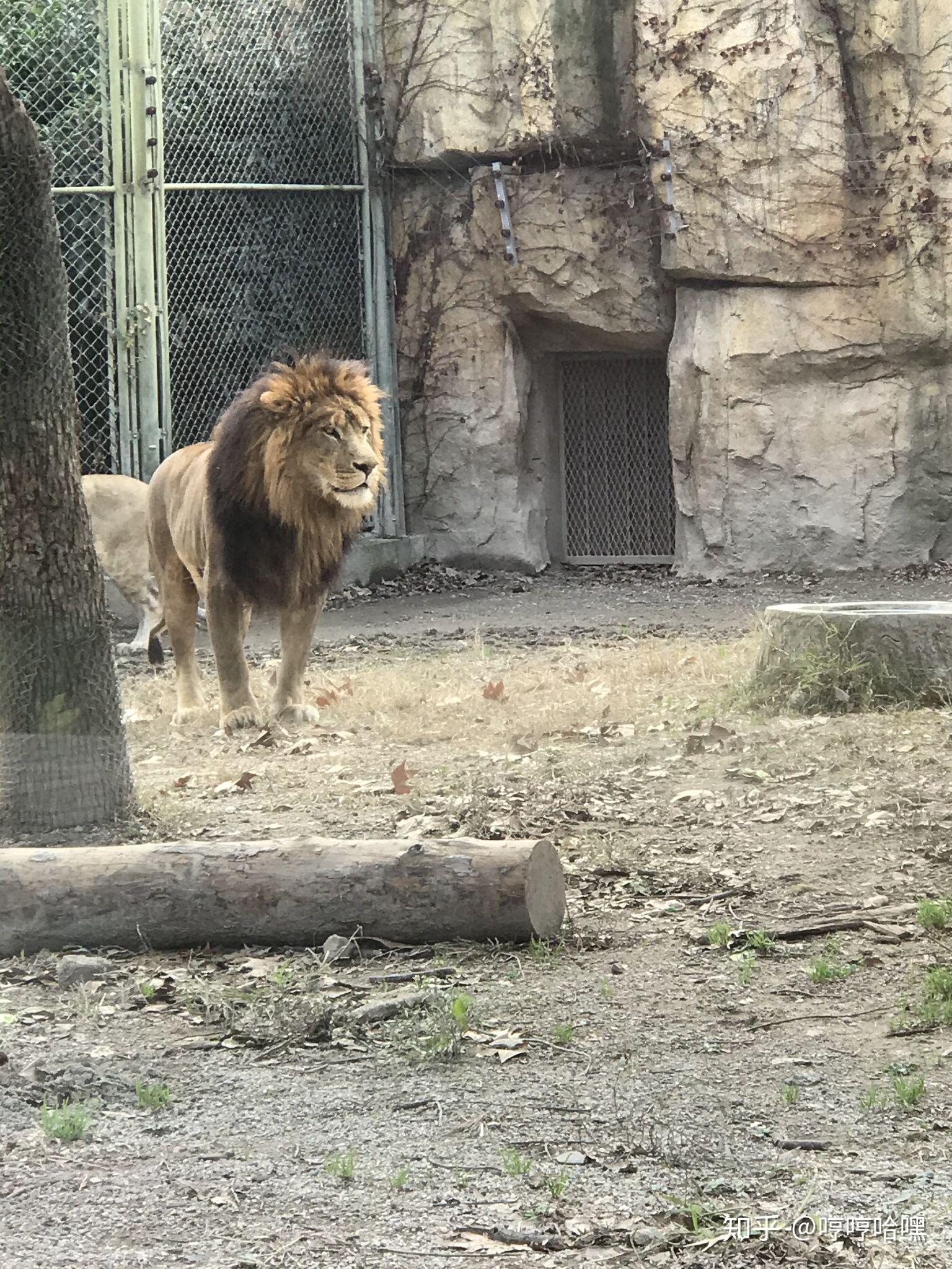 如何看待上海野生動物園飼養員實施作業時被熊攻擊不幸遇難一事類似