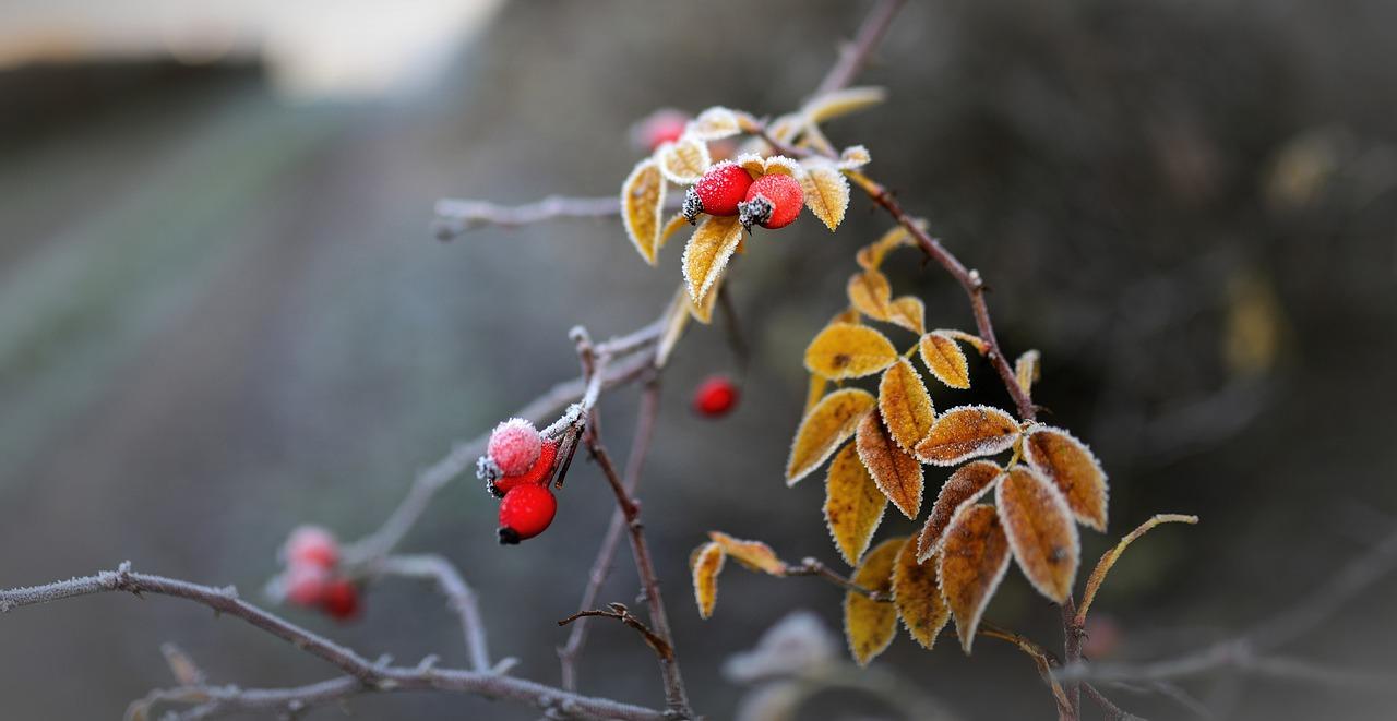 1. 天美华乳价格表