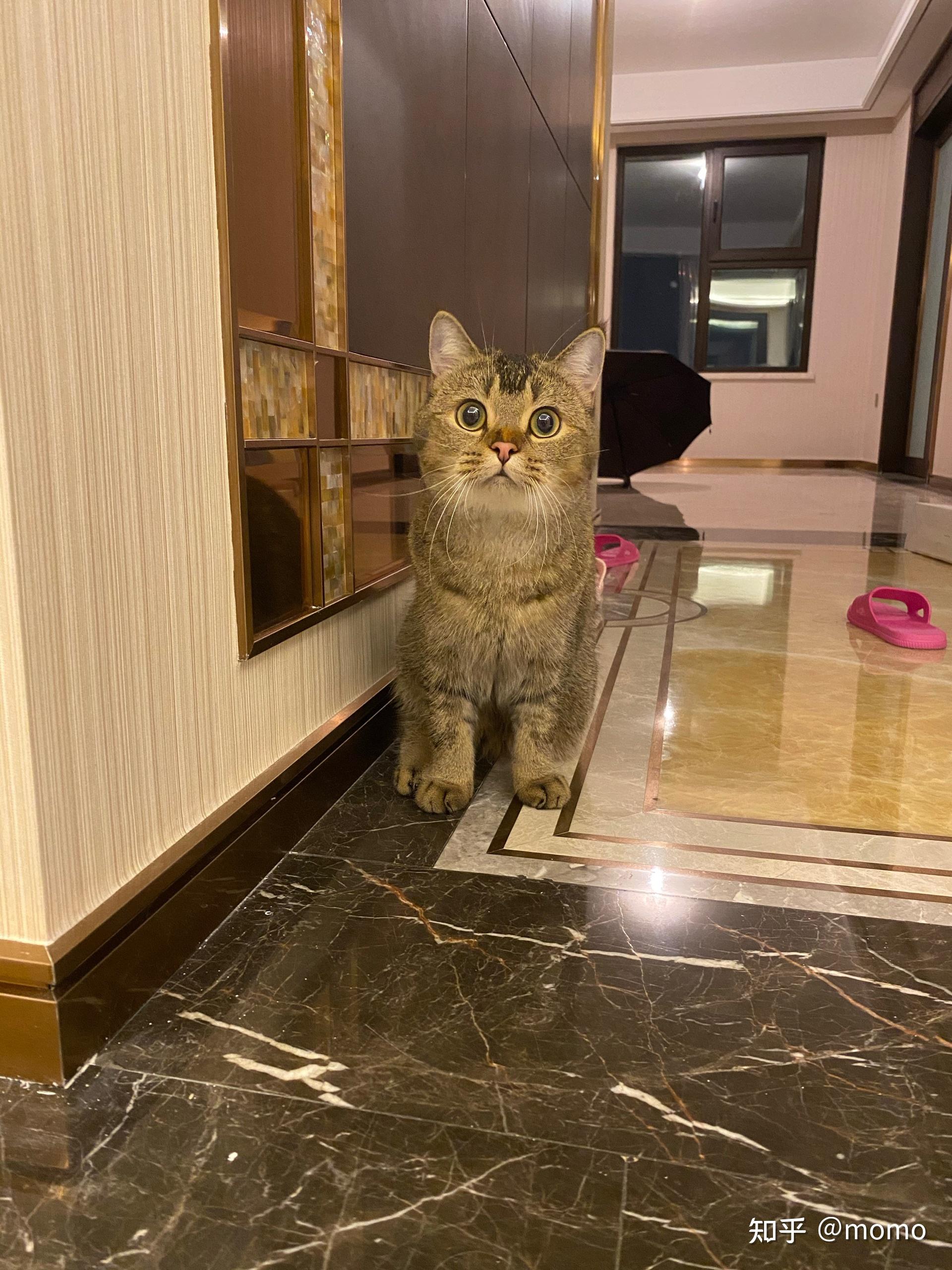 英短黑金渐层大家有了解吗? - 知乎