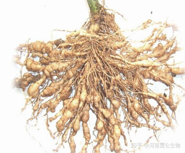 根部结线虫病怎么防治？根线虫用哪个药能杀死？根结线虫用药线翘翘！ - 知乎