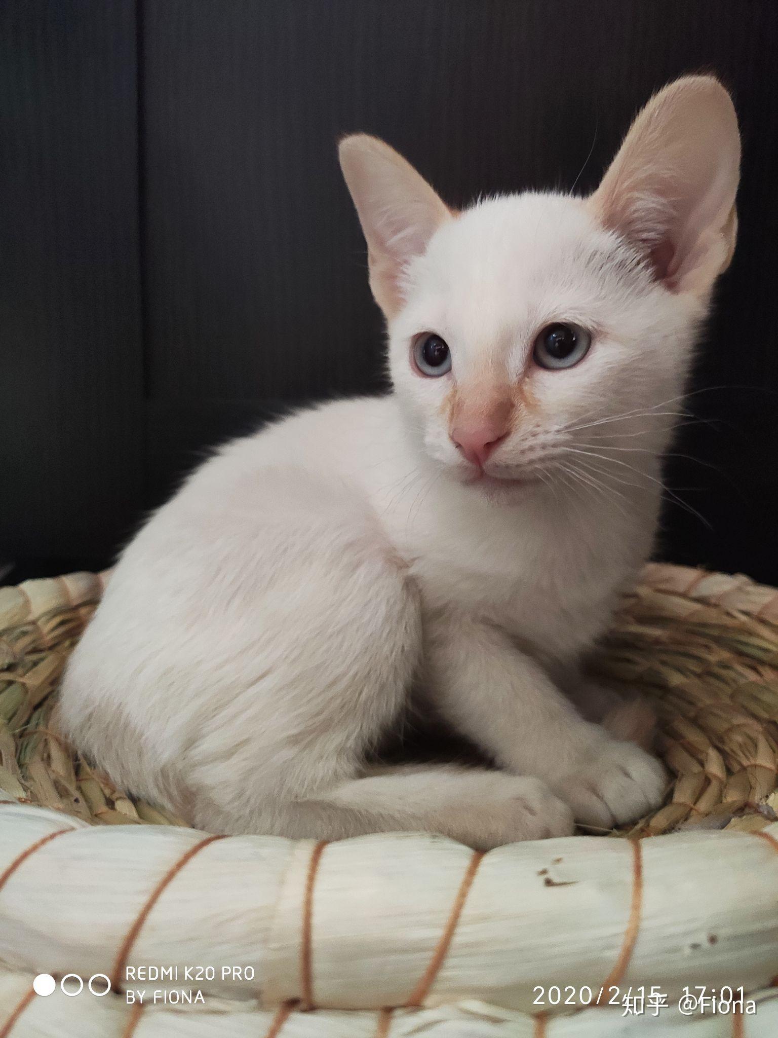 请问这是红重点暹罗吗