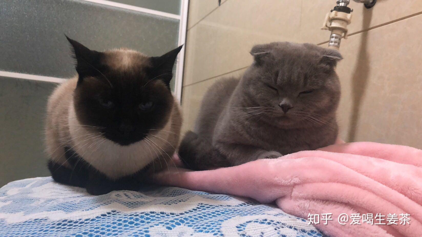 暹罗猫和蓝猫可以一起养吗