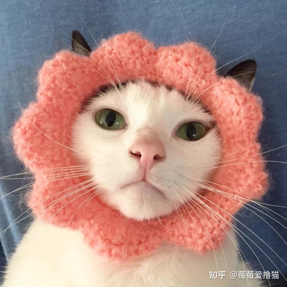 有什么好看的猫咪头像