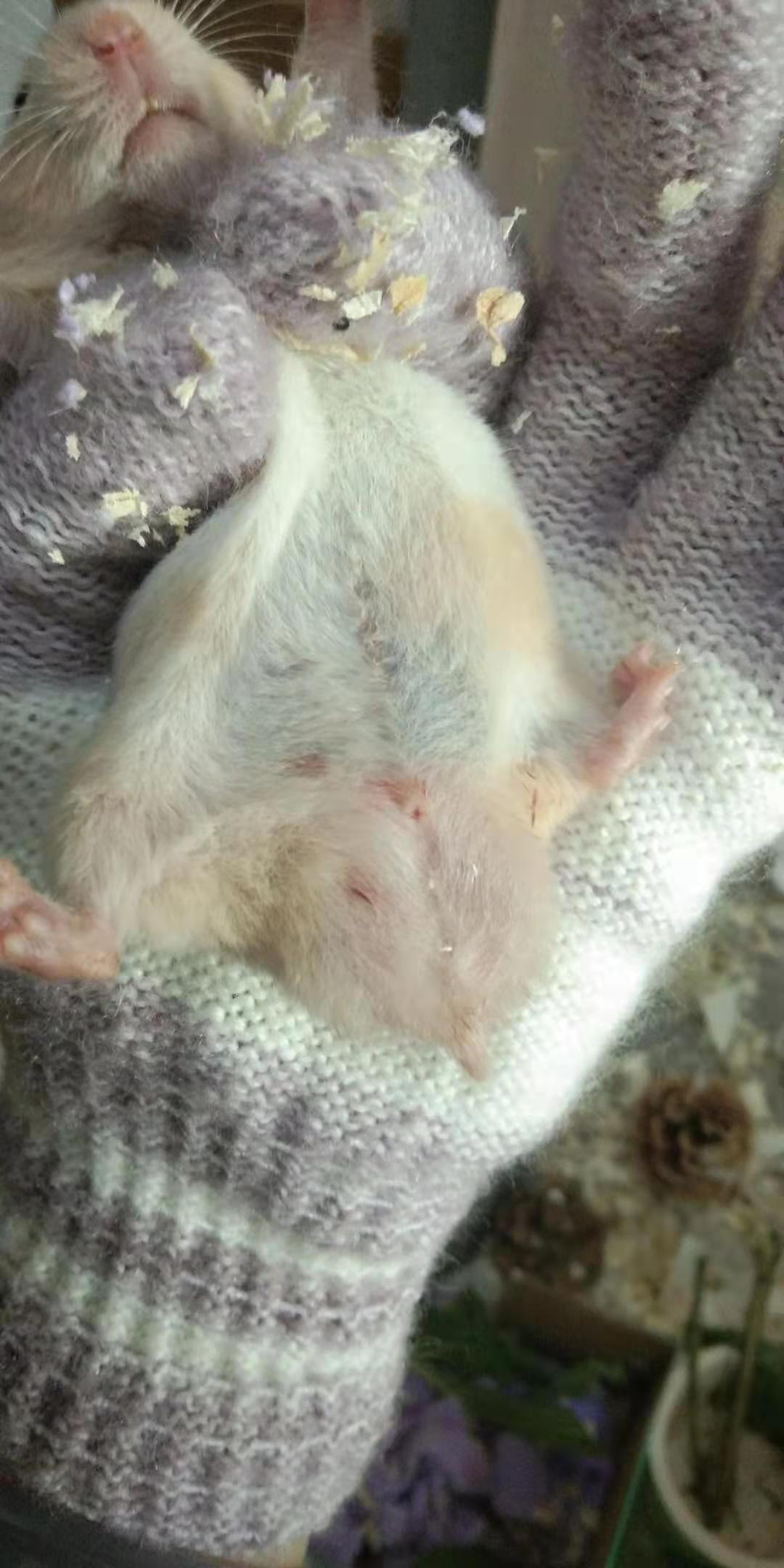 仓鼠这么大的蛋正常吗