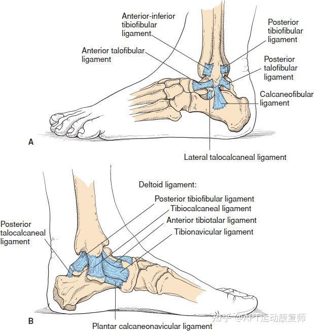 脚踝韧带的位置图图片