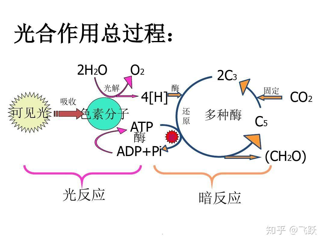 水分影响光合作用强度吗? - 知乎