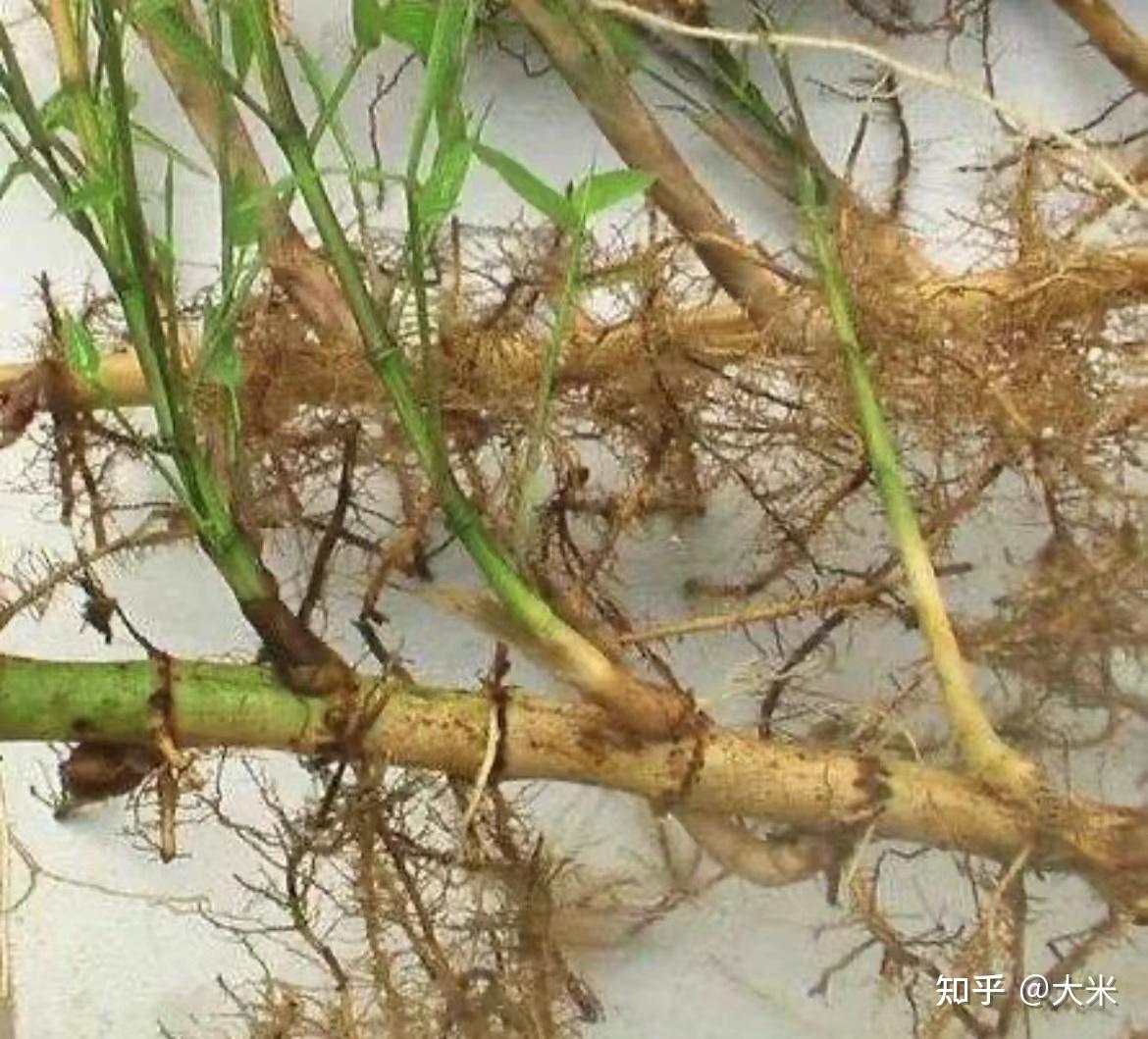 如何分别根状茎与块根？ - 知乎
