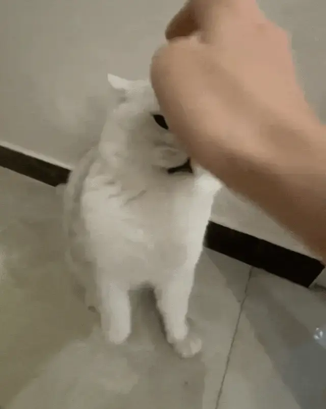 猫咪是不是都受不了人类用手指头指着它的脸？