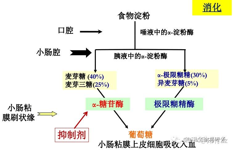 糖类消化吸收过程图图片