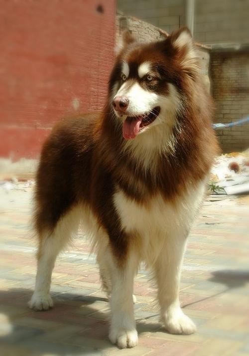 棕色阿拉斯加犬是否为纯种犬