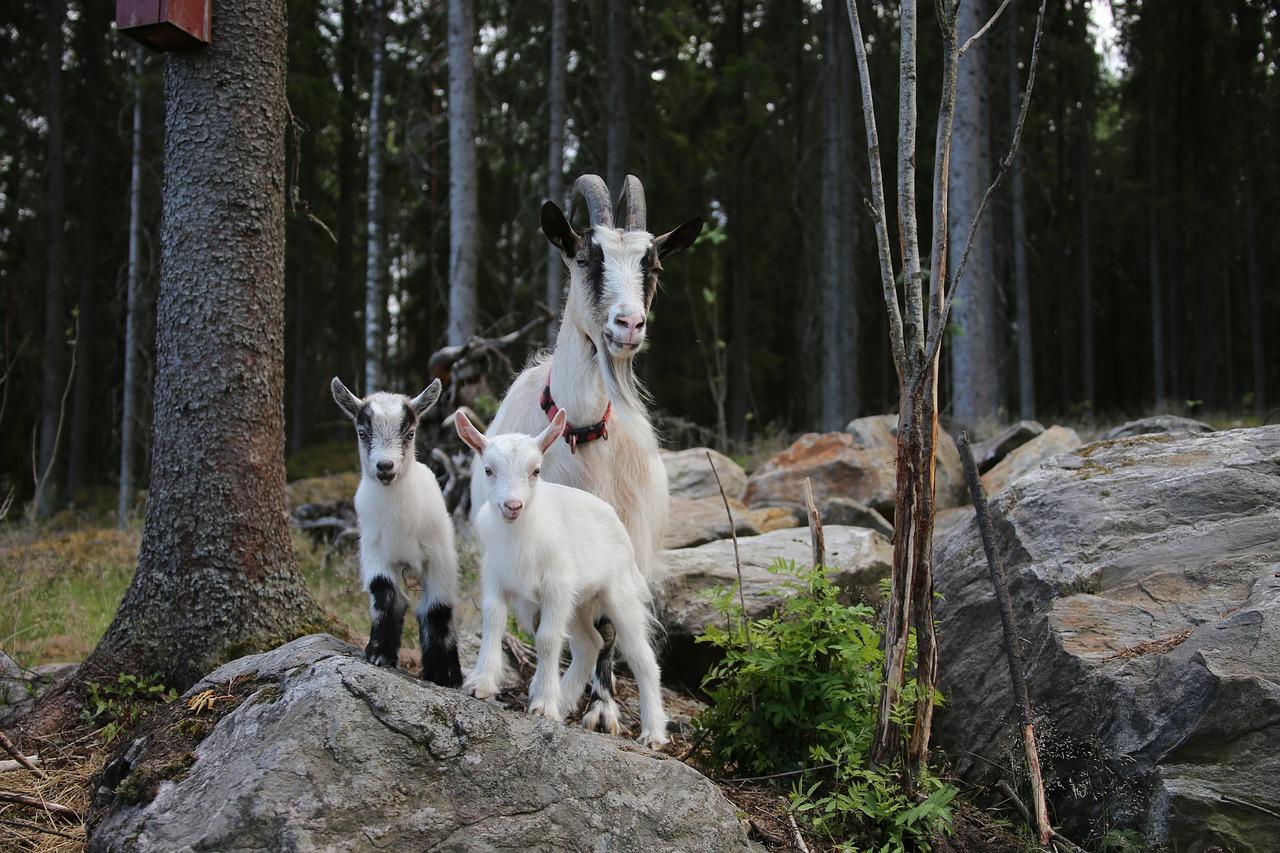 芳芳的勤劳品质