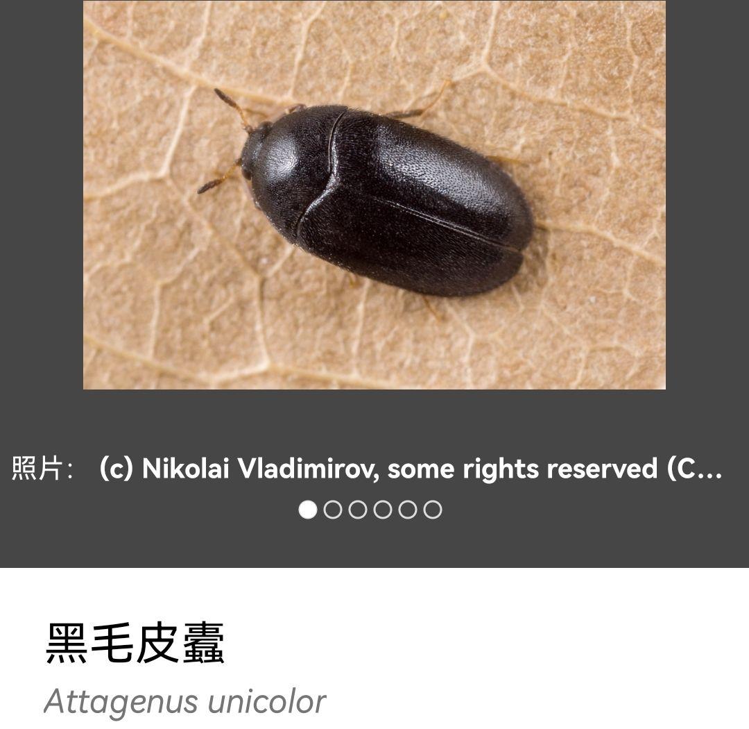 家里卧室突然多了好多黑色硬壳虫怎么解决?