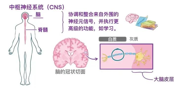 人体解剖学基础:中枢神经和周围神经 - 知乎