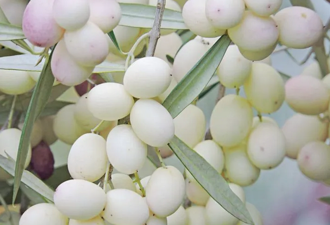 希腊橄榄中的圣女——白橄榄