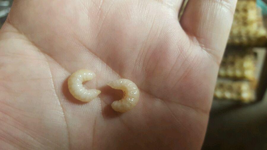 请教各位大神,老房顶上掉下来好些个这种白色半透明