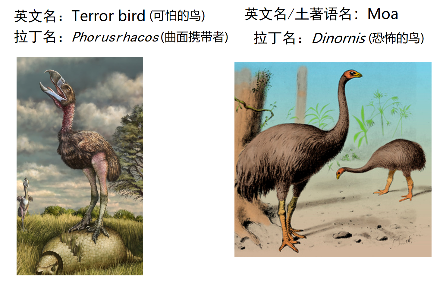新西兰恐鸟和美洲恐鸟为什么都叫恐鸟,不是不一样么?是不是翻译问题? - 知乎