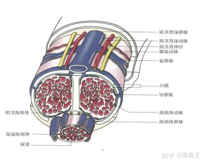 怎样可以修复海绵体和降低海绵体灵敏度求方法