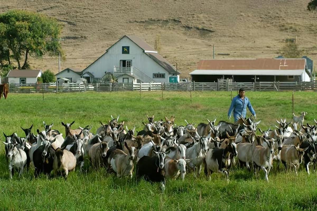 澳大利亚山羊泛滥人们为何不将它们吃掉
