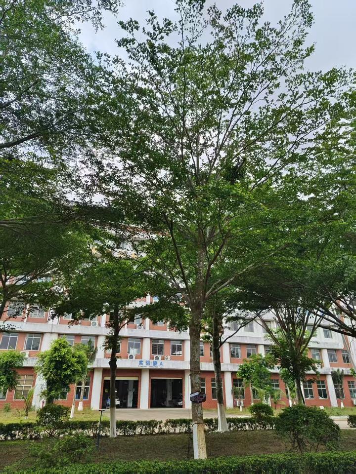 小叶榄仁(Terminalia neotaliala) - 知乎