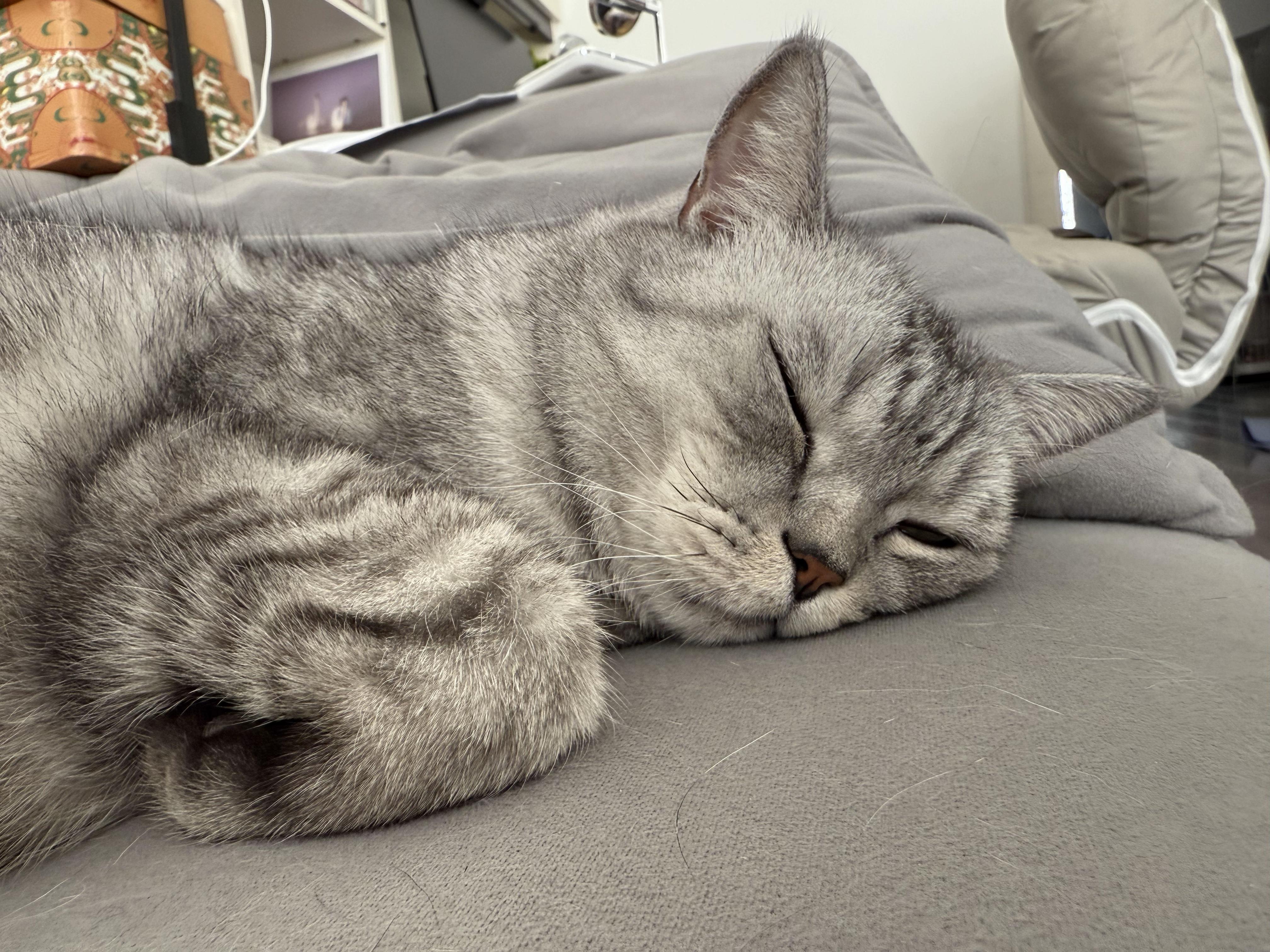 可以放一张猫猫睡懒觉的照片吗