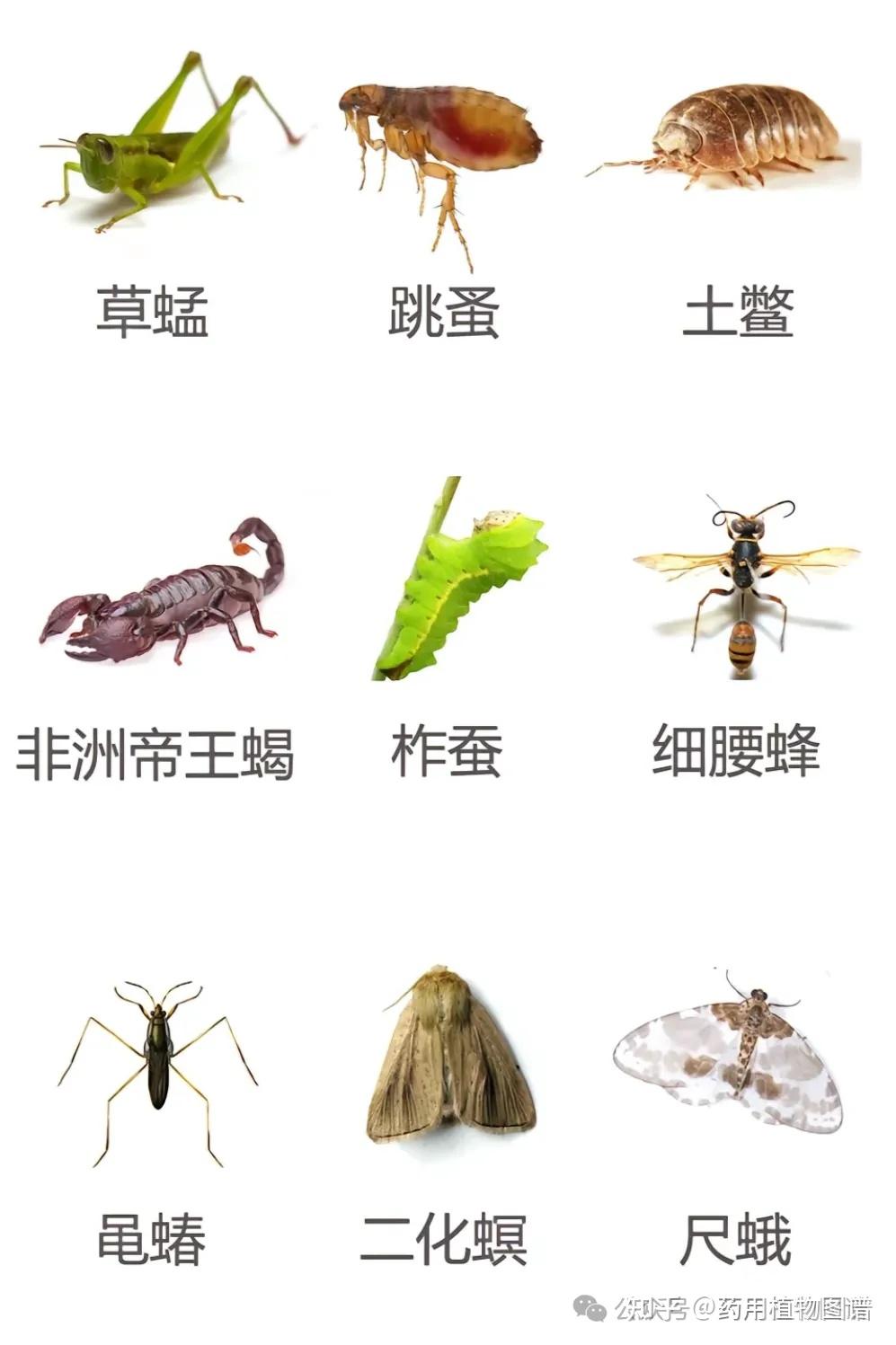 常见的一百种害虫图谱