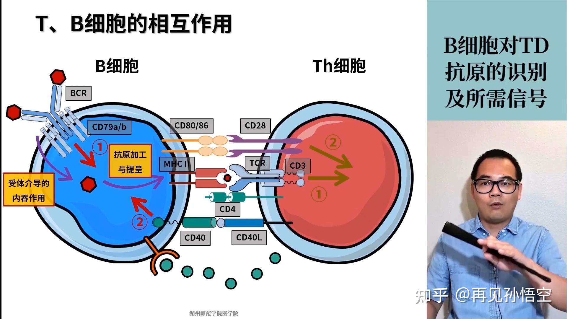 t细胞b细胞免疫t细胞之间有什么关系