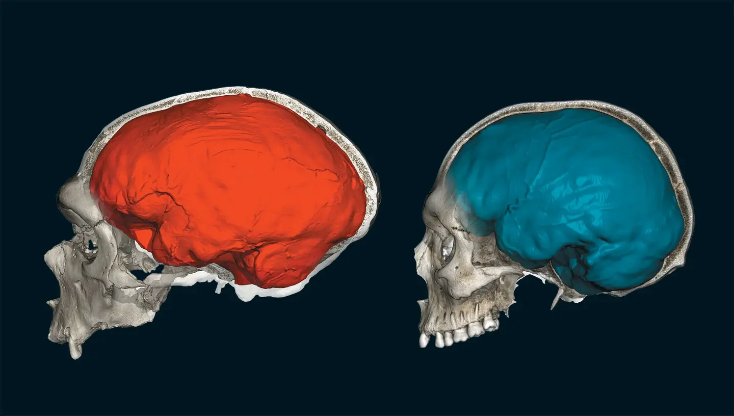 尼安德特人DNA可能如何影响我们的思维(一) How Neandertal DNA May Affect the Way We Think - 知乎