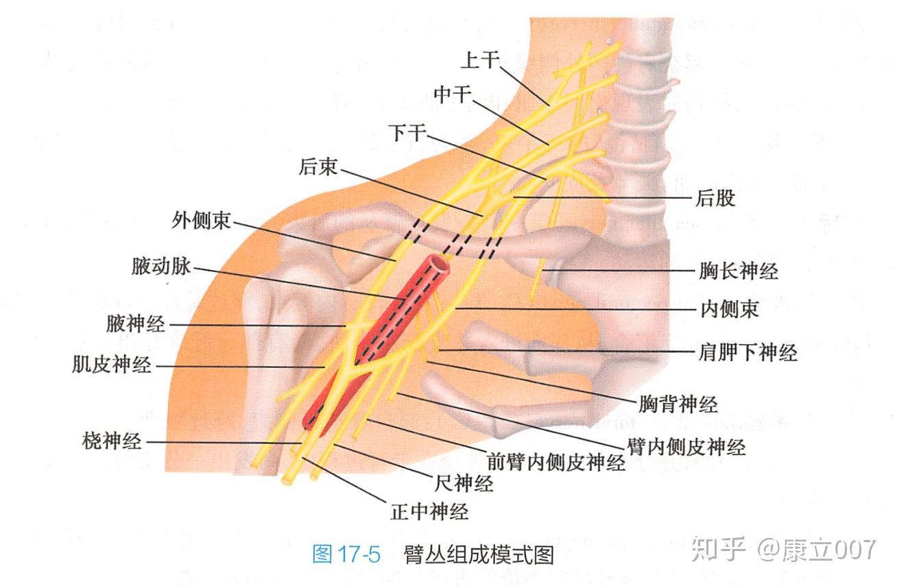 肌间沟 臂丛图片
