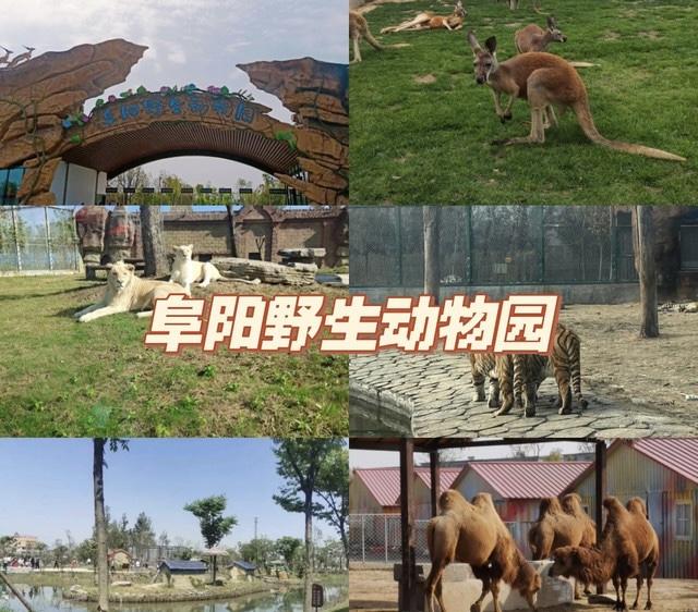 安徽阜阳一动物园20只东北虎死亡官方称成立调查组全面调查暴露出哪些