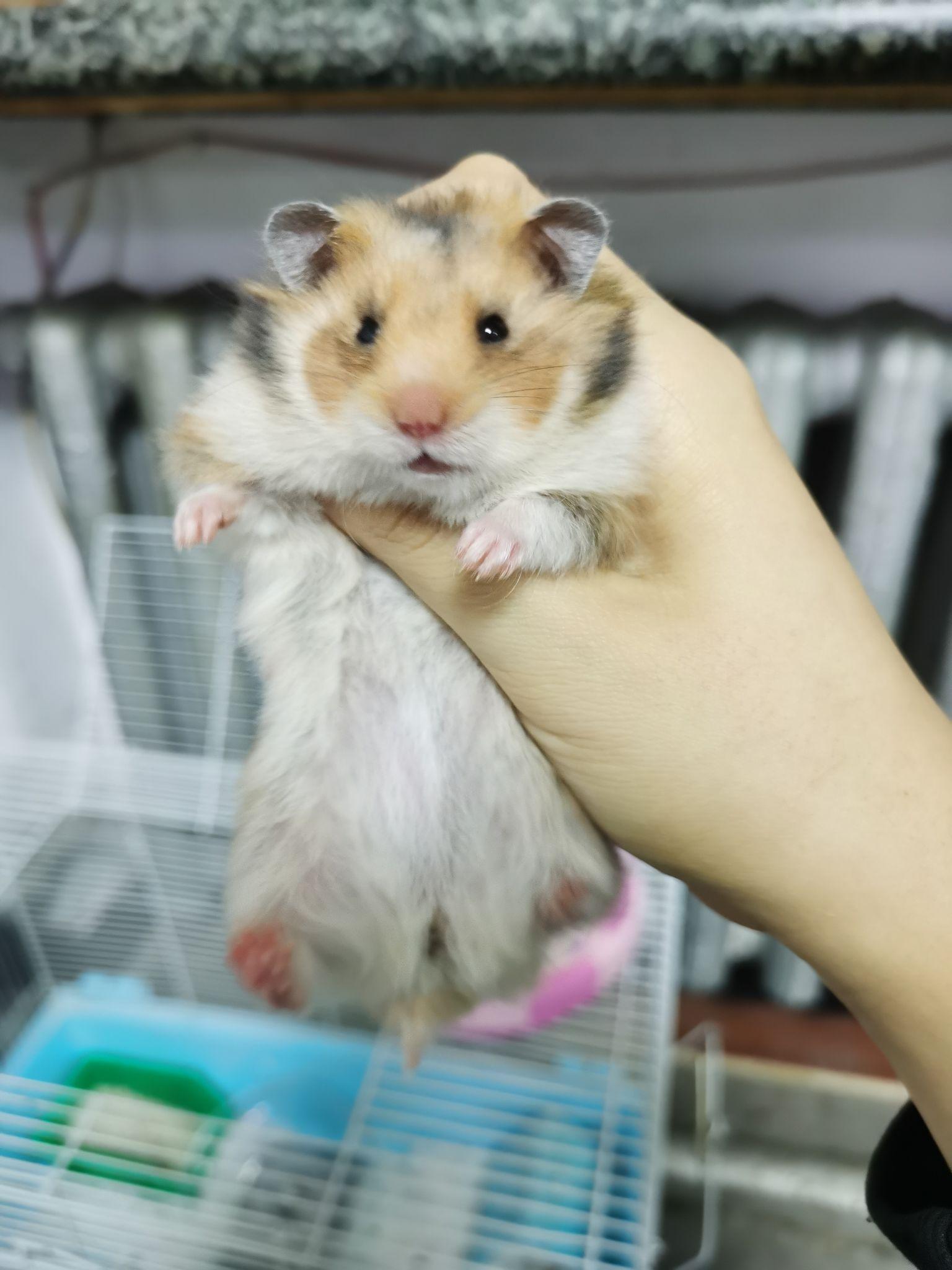 短毛的满月金丝熊体重多少正常