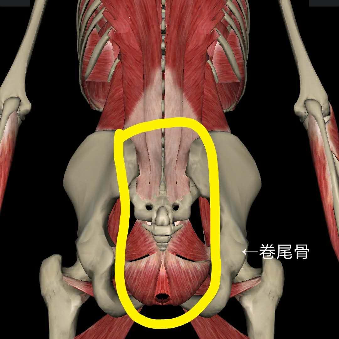 瑜伽中,卷尾骨到底正不正确? 