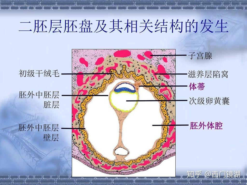 如何练出华莎这样的沙漏身材? - 知乎