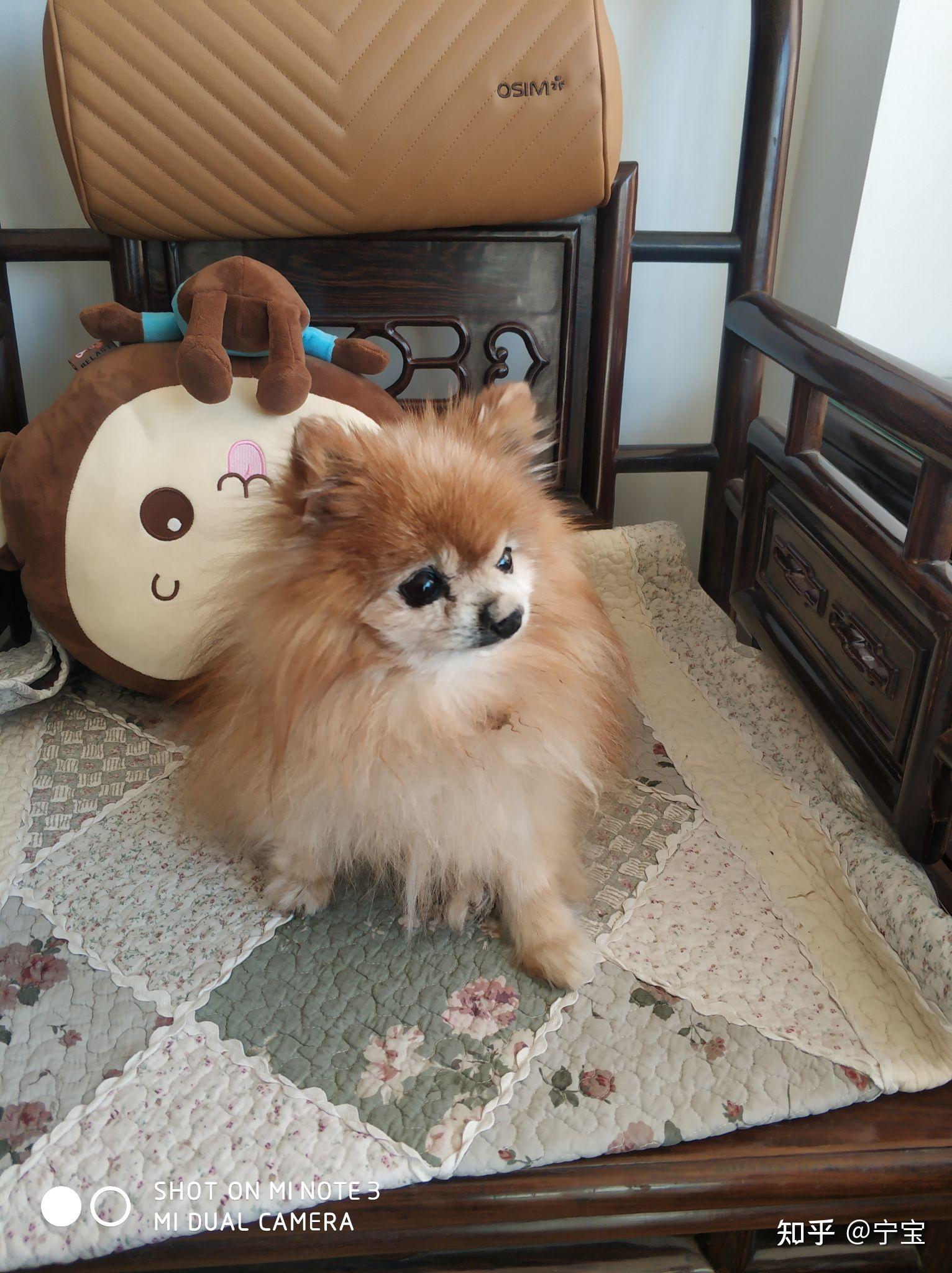 博美长大后会变长变不好看吗求图