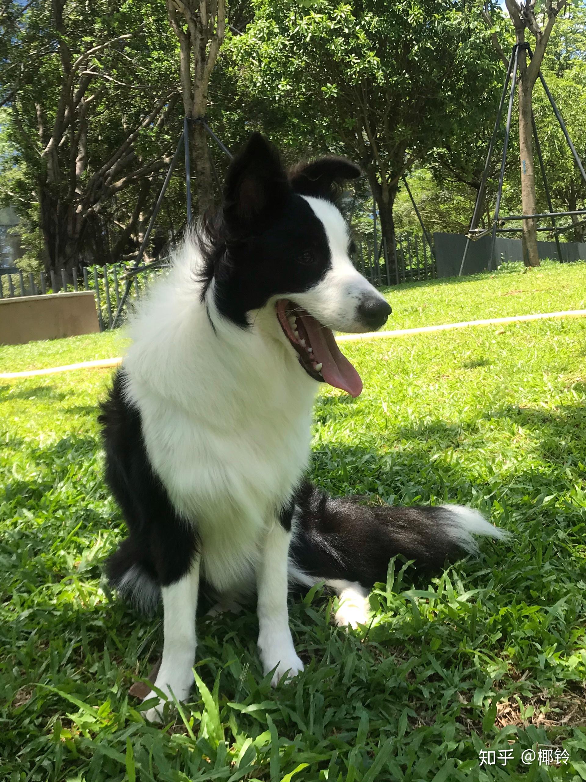 我家这个是短毛边牧吗? - 知乎