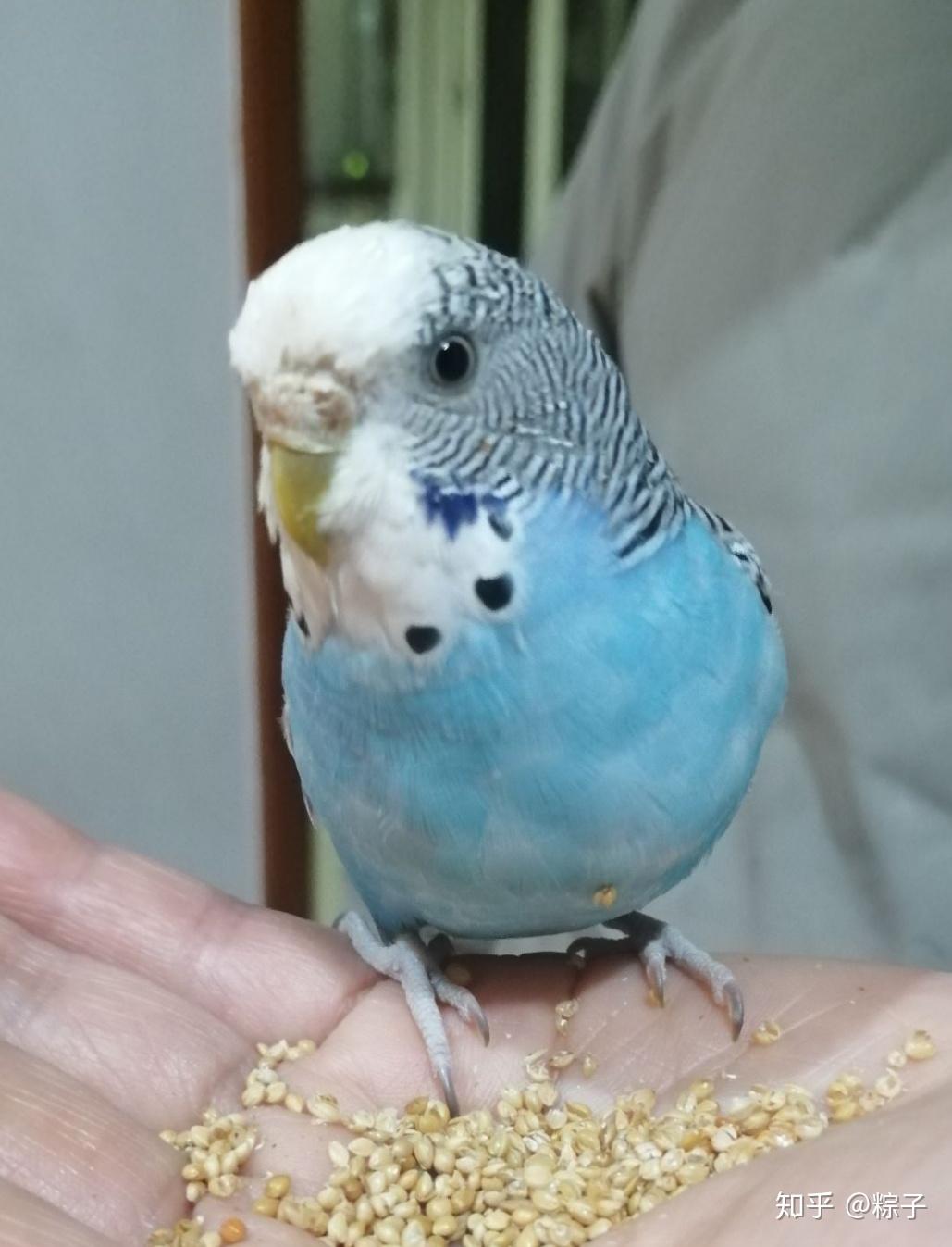 虎皮鹦鹉鼻子烂了怎么办