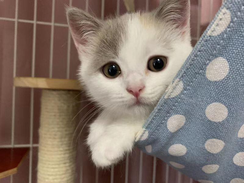 请问这是英短净梵三花吗