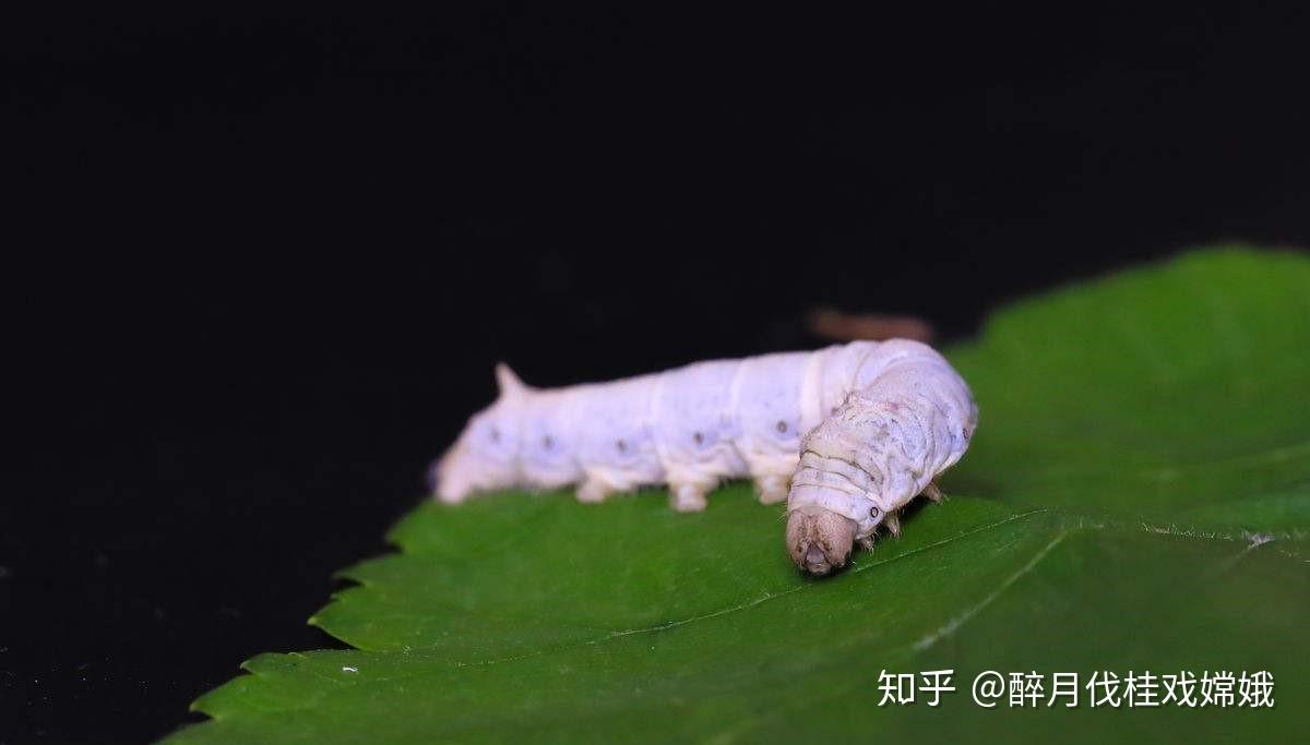 树上的白色茧状物是什么? - 知乎