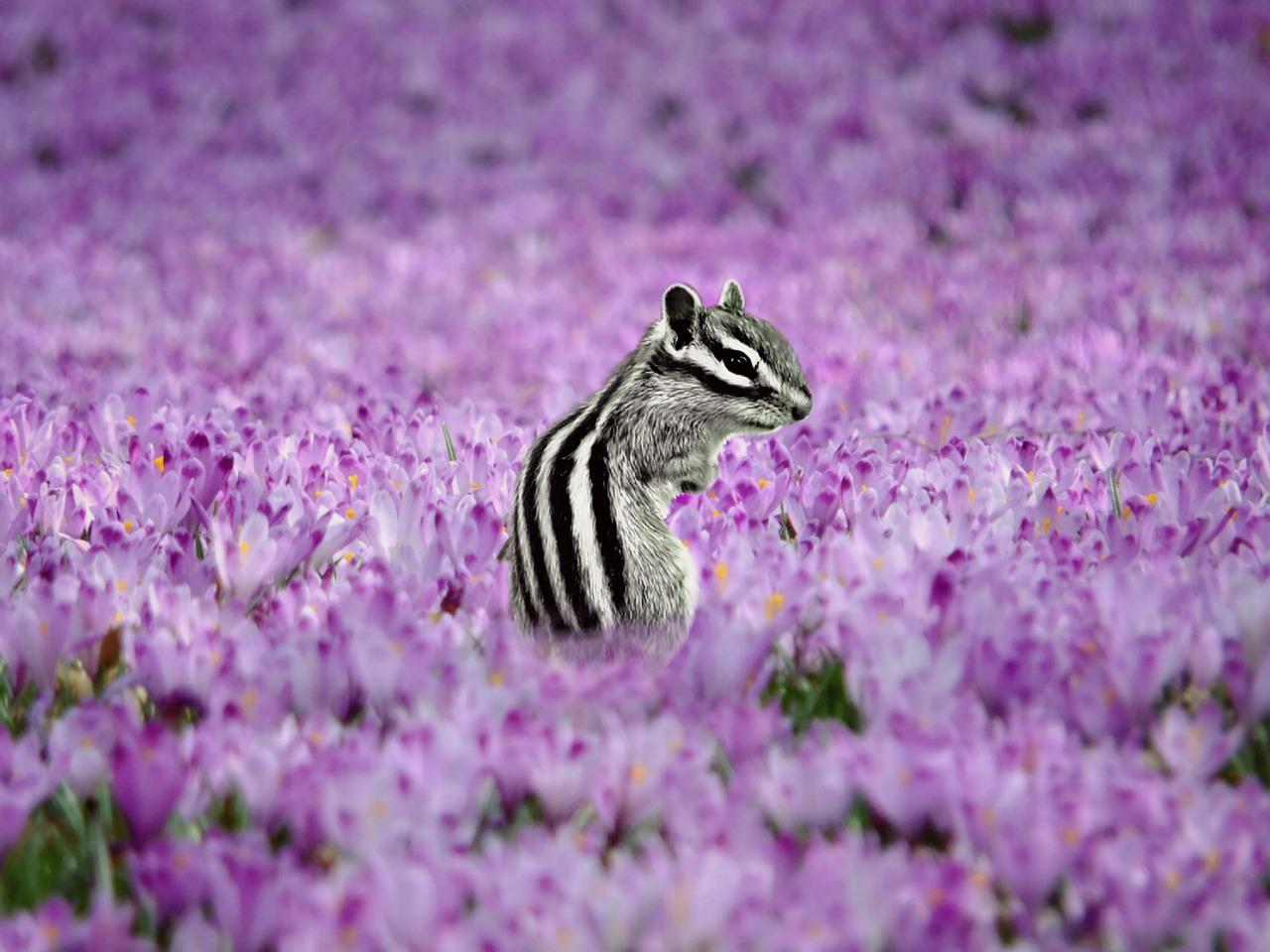 3. 薰衣草种子形态