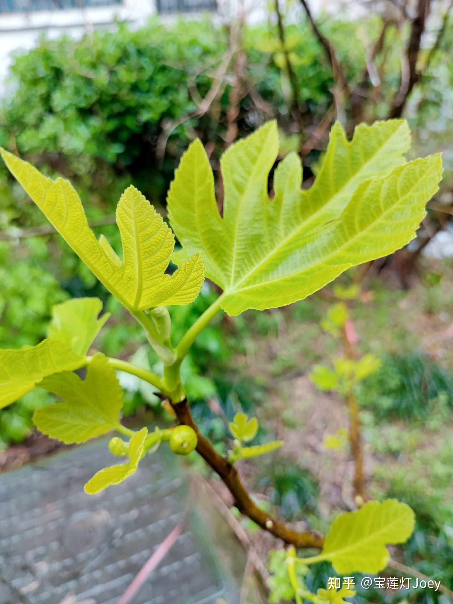 无花果图植株图片